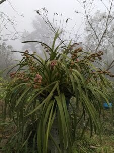 lia-coy Public Foto 3