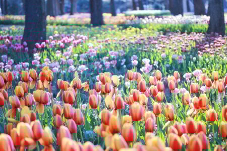 Public de Ranran_s2  Imagens