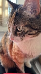 🐈💖MY BABYS💖🐈 de little_kawaiigirl_  Imagens