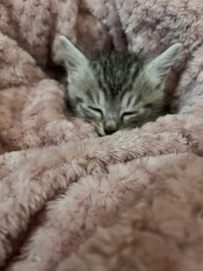 EvaThopsonのmy cat Whiskeyの枚の写真