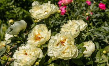 Audrey_Aura colors of nature Hình 2