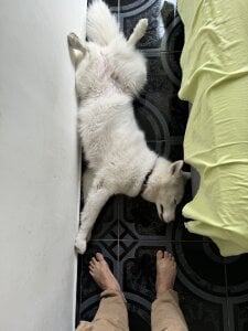 bryXonStormProfesional Bild 8