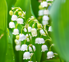Audrey_Aura LILY OF THE LILY MY FAVORITE FLOWERS Hình 6