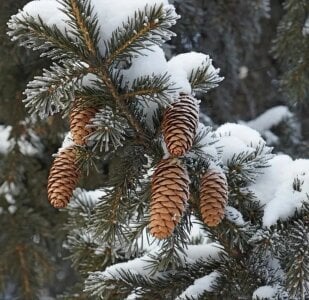 MichelleGraseMagical Winter Bild