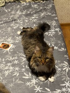 SandraLindsey My sweet cats 🐈 Pic