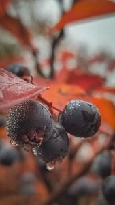 Autumn berries de AngelenaCrittendon  Imagens