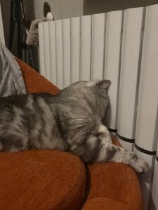 luna_berryy My little kitty🐱 зображення