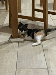 tyler_8x my cats Foto 4