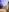 Divina_X_ Holy *uck 🎄 Double Pen Under Christmas Tree Gallery 📸 Pic 2
