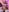 SashaFerrera Soft like a bunny Photo 6