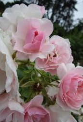 Audrey_Aura ROSES Hình 6