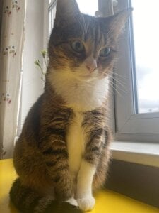 MelodySinclair my cat รูป 