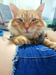 sweetdubros2 Simba🥹😻 Pic 5