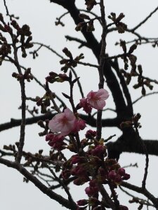 kimagure-fu- Public Foto 2