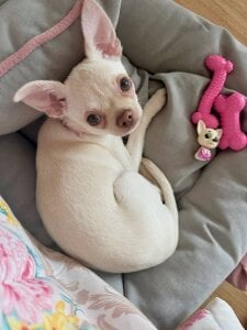 LaveraMeling my beloved Monroe 🐶  2. fénykép