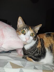 DakotaCandy my sweet babies Pic 9