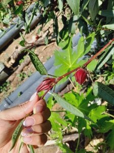 SafiroAgataaa you have no idea all the things i will do with you when i back recharged!😋💥 Pic 3