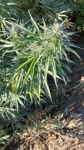 KittaRox Public รูป  3