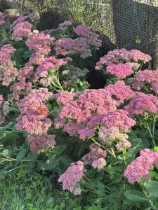 TeraHoman my usual day) Pic 5