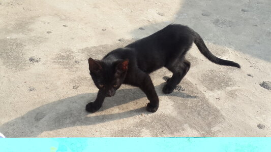 papacitoji Public Foto 4