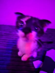 tyler_8x my cats Foto 5