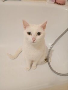 MY CAT FROSKA de Sylvia_Reed  2 Imagens