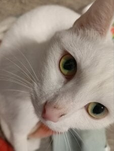 MY CAT FROSKA de Sylvia_Reed  5 Imagens