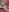 EVILYN Double Penetration With Double Sided Dildo Pic 6