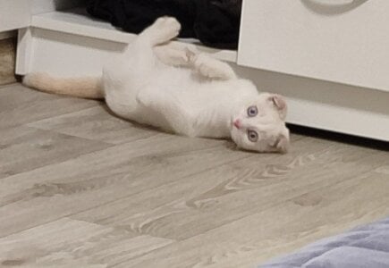 GenevaArton two pussies Pic