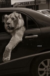 XxxArabicFuckBoy: Lion 🦁 ( 5 фото)