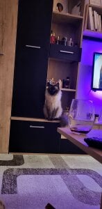 Blondie_Sasha Cat mom Pic 4