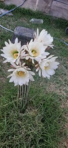 Parejahot534 Public Pic 4