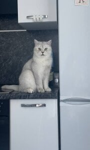 LisaSmiths My dress in action!! Pic 3