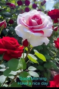 Sainicpl Public Pic 4