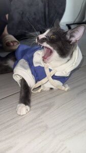 Violeta_Sumer 🐈‍⬛🐈 Pic 8