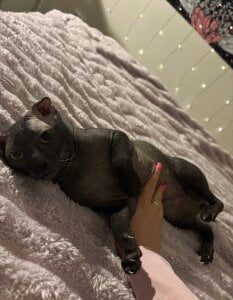 selina_coy my cats🐾😇💗 圖片 6