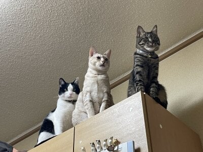 erina_oo えりなのぬっこさん達🐱 зображення 2