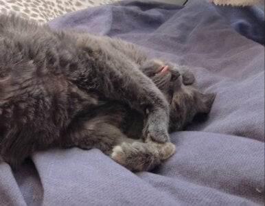 shark_attack52 Sifa's bigdata Pic 2