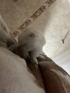 big_bearr Bear bubble Pic 4