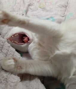 MY CAT FROSKA de Sylvia_Reed  3 Imagens