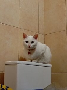 MY CAT FROSKA de Sylvia_Reed  4 Imagens