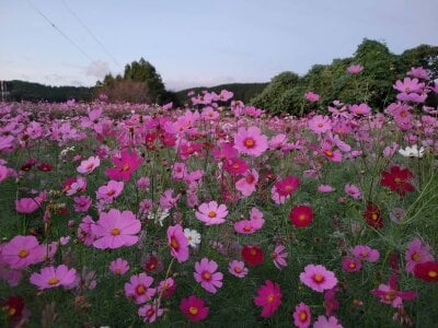 Ryo-j コスモス🌸Flower slika 2