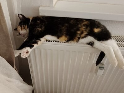 my love Pusya de crystal_lilith  3 Imagens