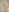 trinnity_sweet I pose in delicate white lingerie and gradually undress completely for you🤍 사진 8