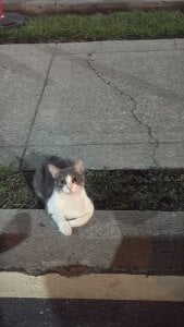 Mi🐈 de Barbiebrunette_ Foto 3