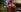 TilaTotti Masturbating at a public park in red dress Pic 2