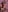 Love_LinesPlayful kitten照片 6