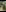 FoxyShy Forest teaser Pic 2