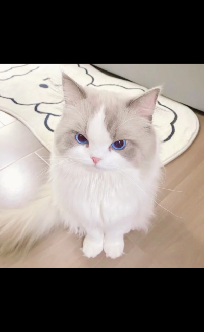 Shutiaoxiaomao8