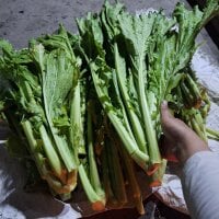 Phoena-a's webcam live show